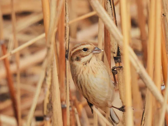 Species Image