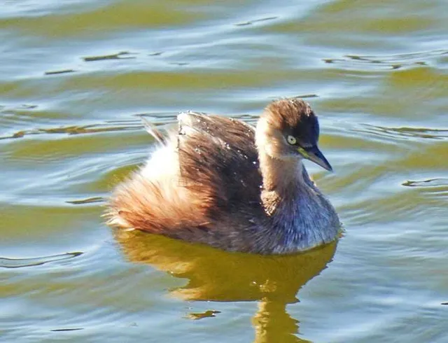 Species Image