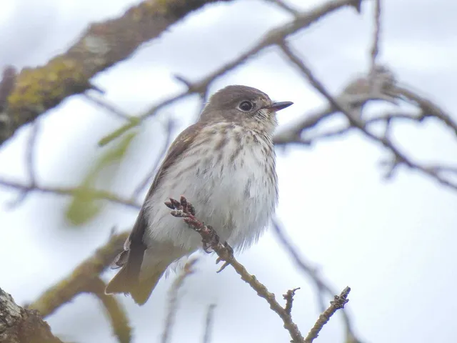 Species Image