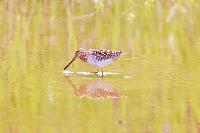 Species Image
