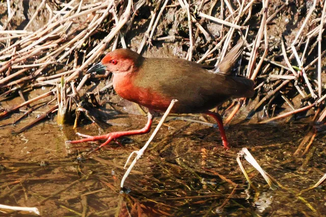 Species Image