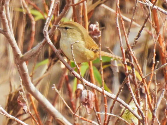 Species Image