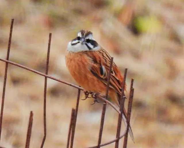 Species Image