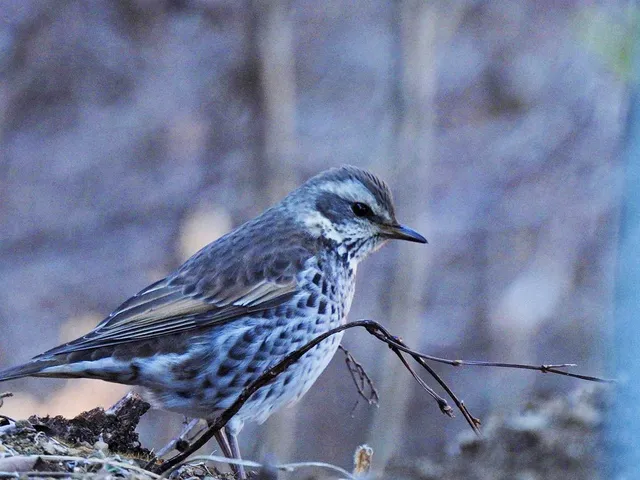Species Image