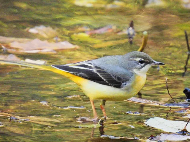 Species Image
