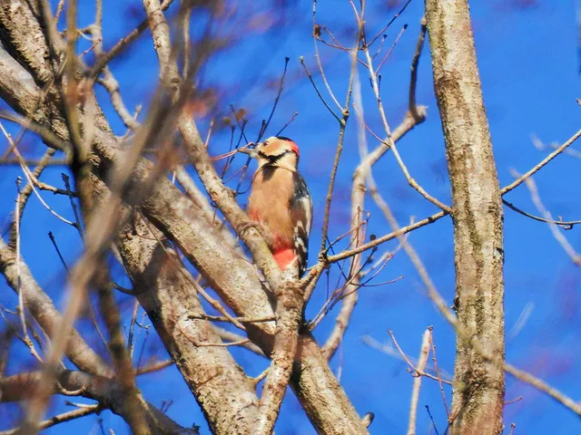 Species Image