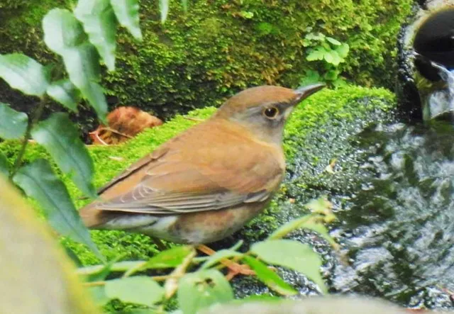 Species Image