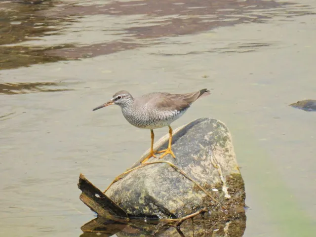 Species Image