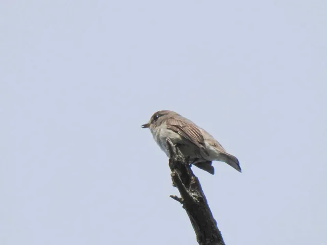 Species Image