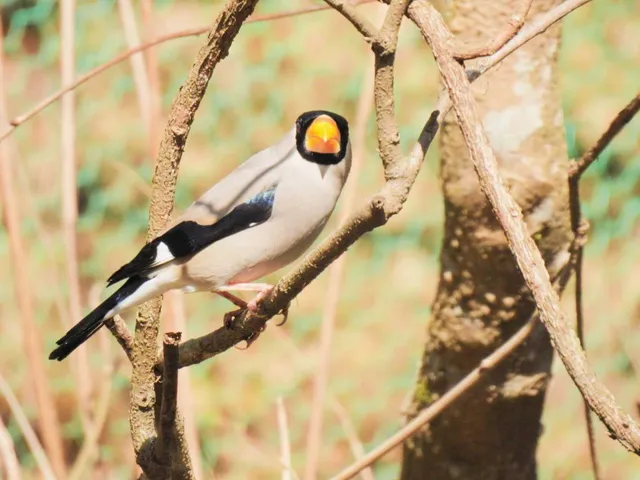 Species Image