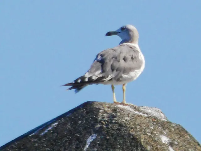 Species Image