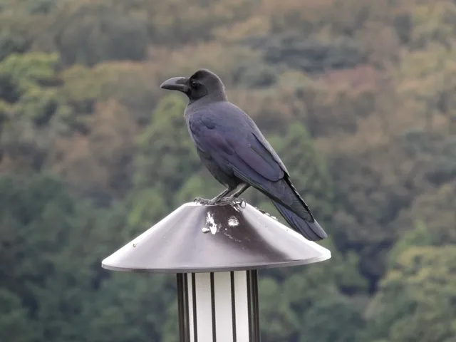 Species Image