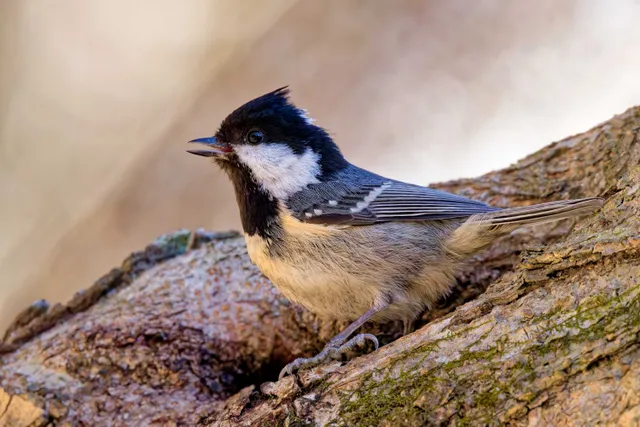 Species Image