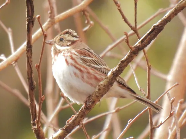 Species Image