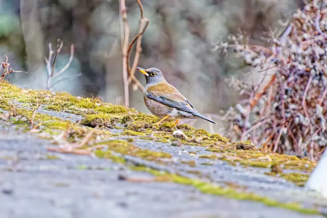 Species Image