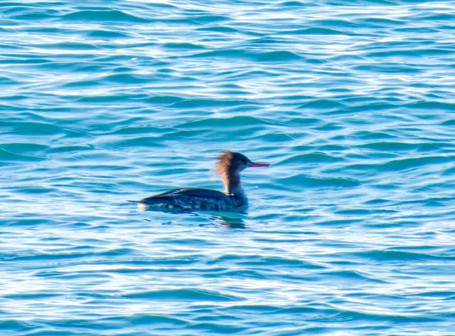 Species Image