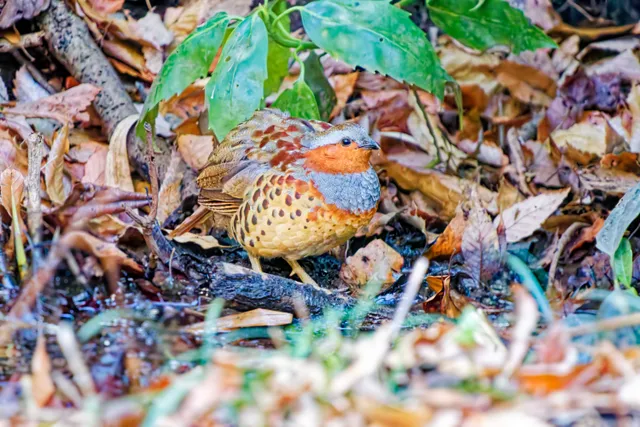 Species Image
