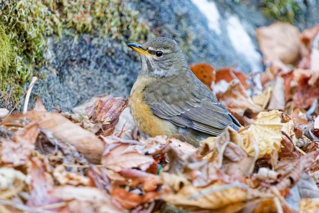 Species Image