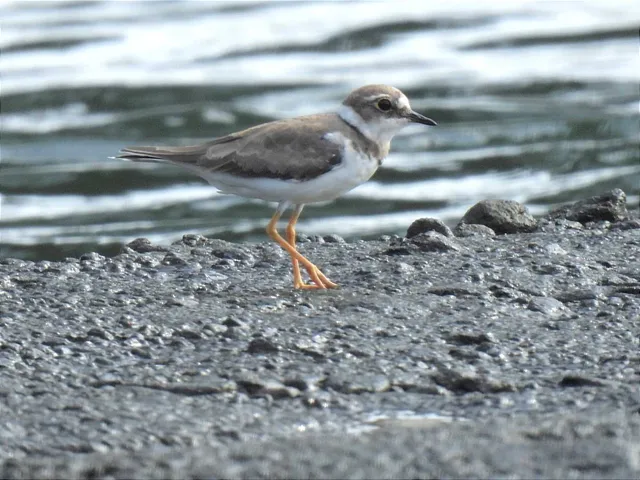 Species Image