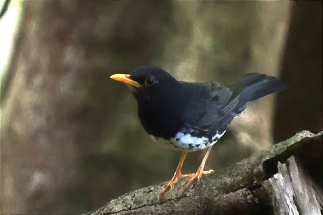 Species Image