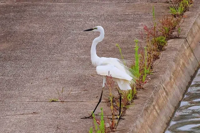 Species Image
