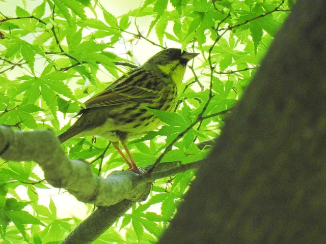 Species Image