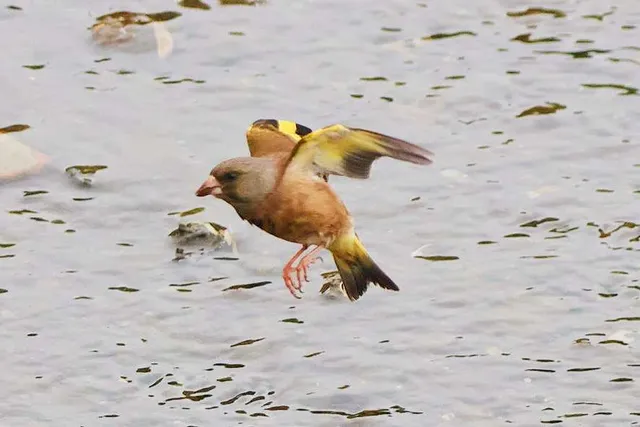 Species Image