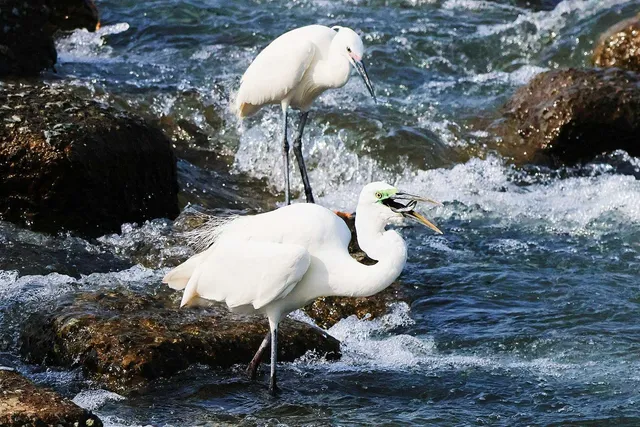 Species Image