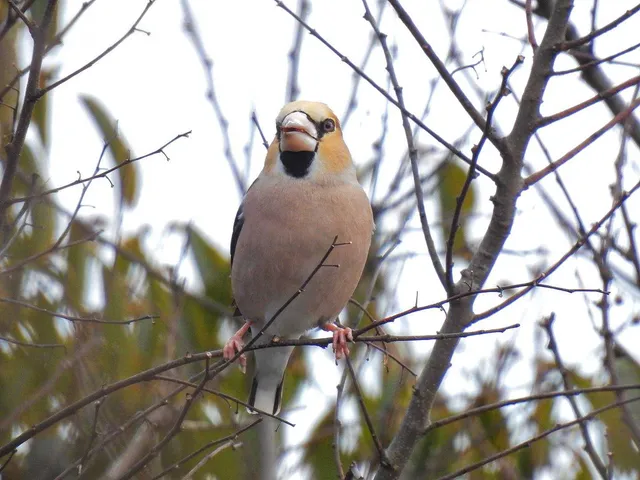 Species Image