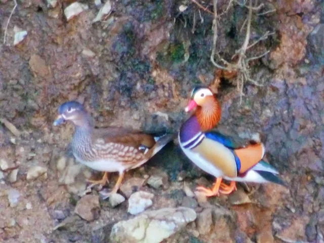 Species Image