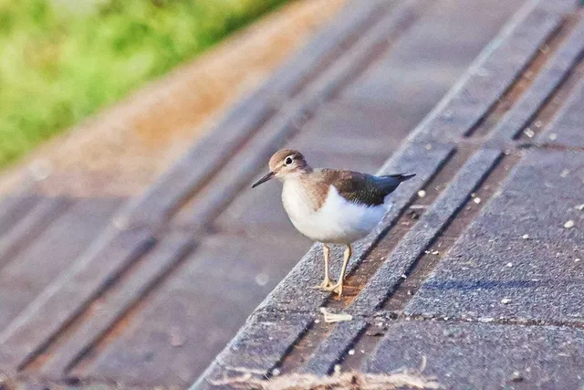 Species Image