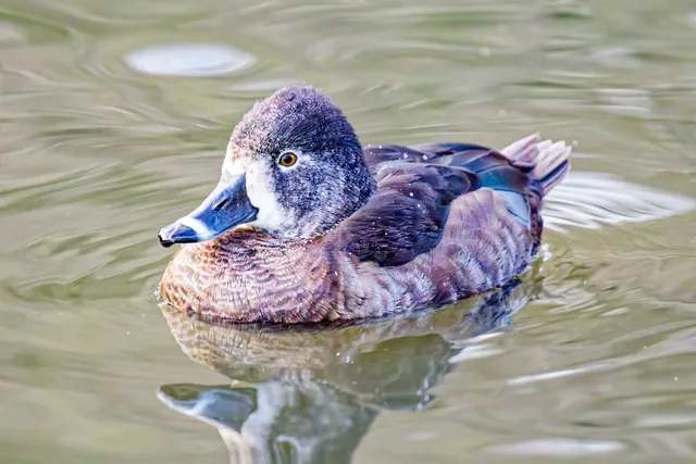 Species Image