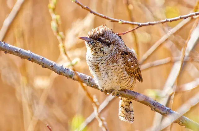 Species Image
