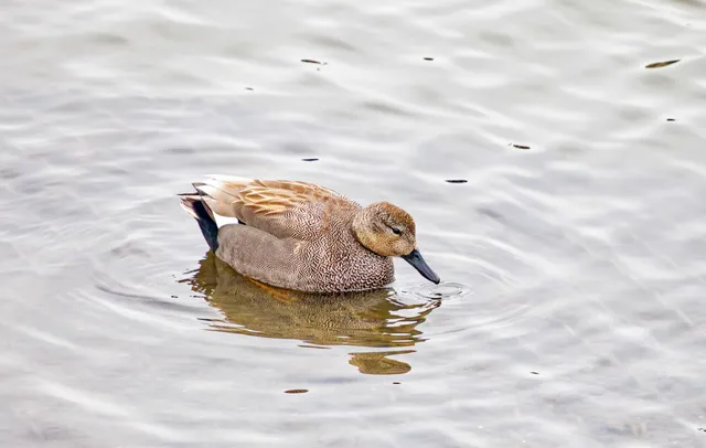 Species Image
