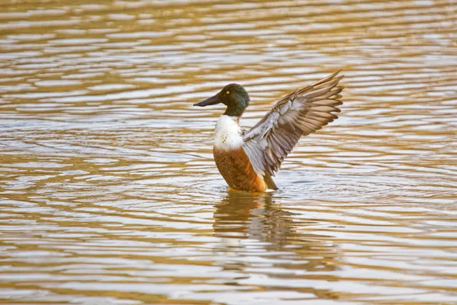 Species Image