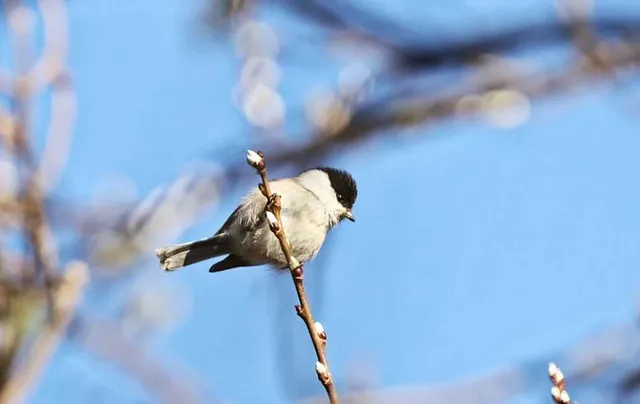 Species Image