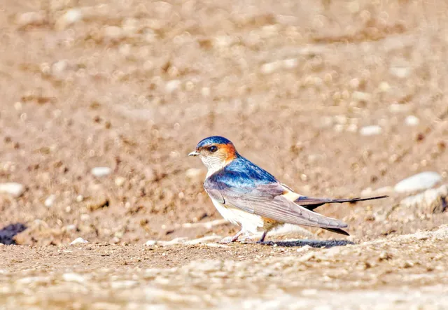 Species Image