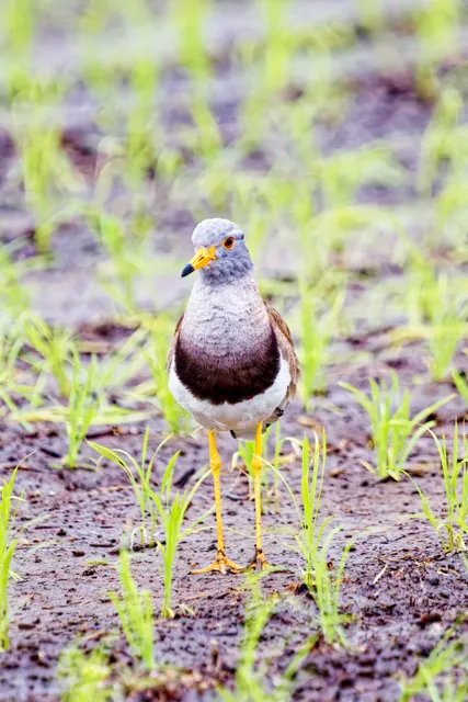 Species Image