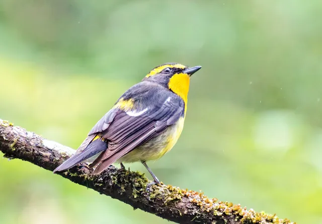 Species Image