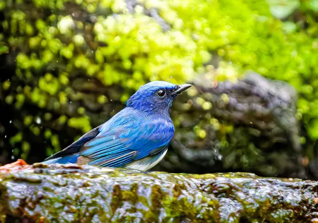 Species Image