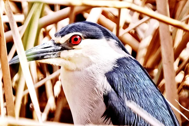 Species Image