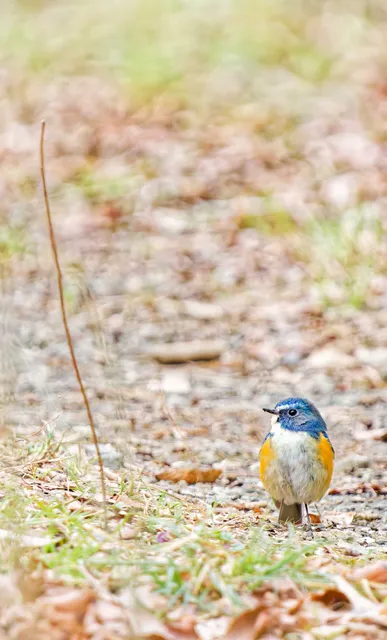 Species Image