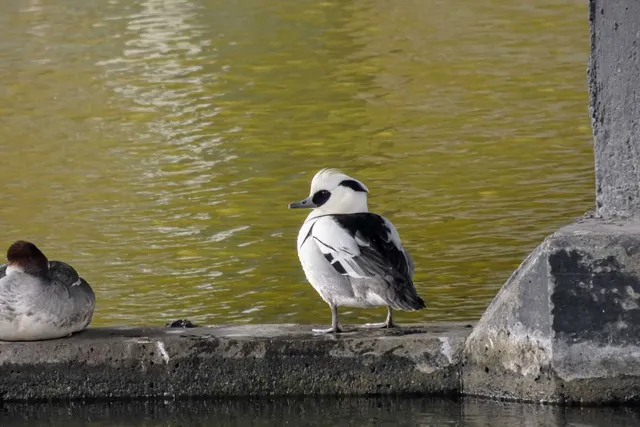 Species Image