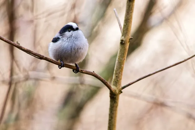 Family Image