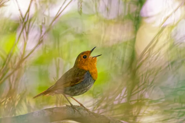 Species Image