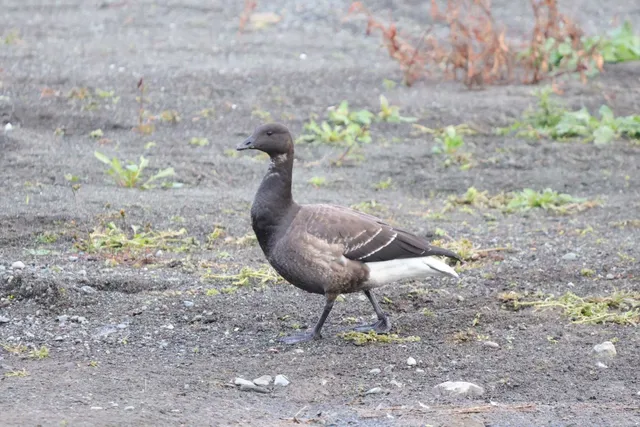 Species Image