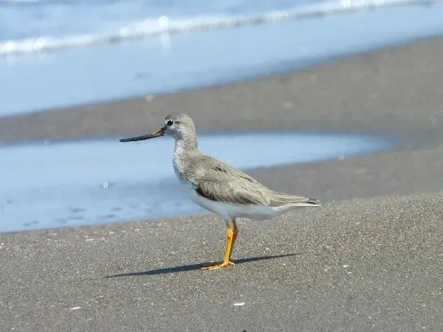 Species Image