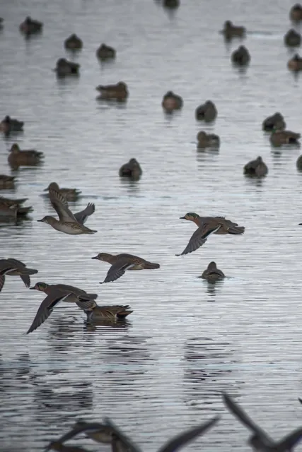 Species Image