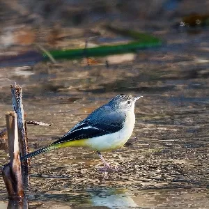 Species Image