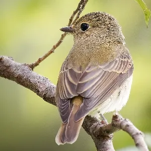 Species Image